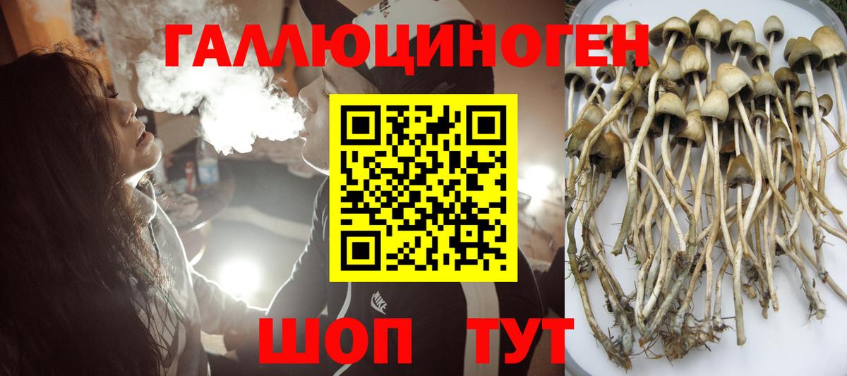 Вышний Волочёк  Псилоцибиновые грибы MAGIC MUSHROOMS  Вход с VPN 